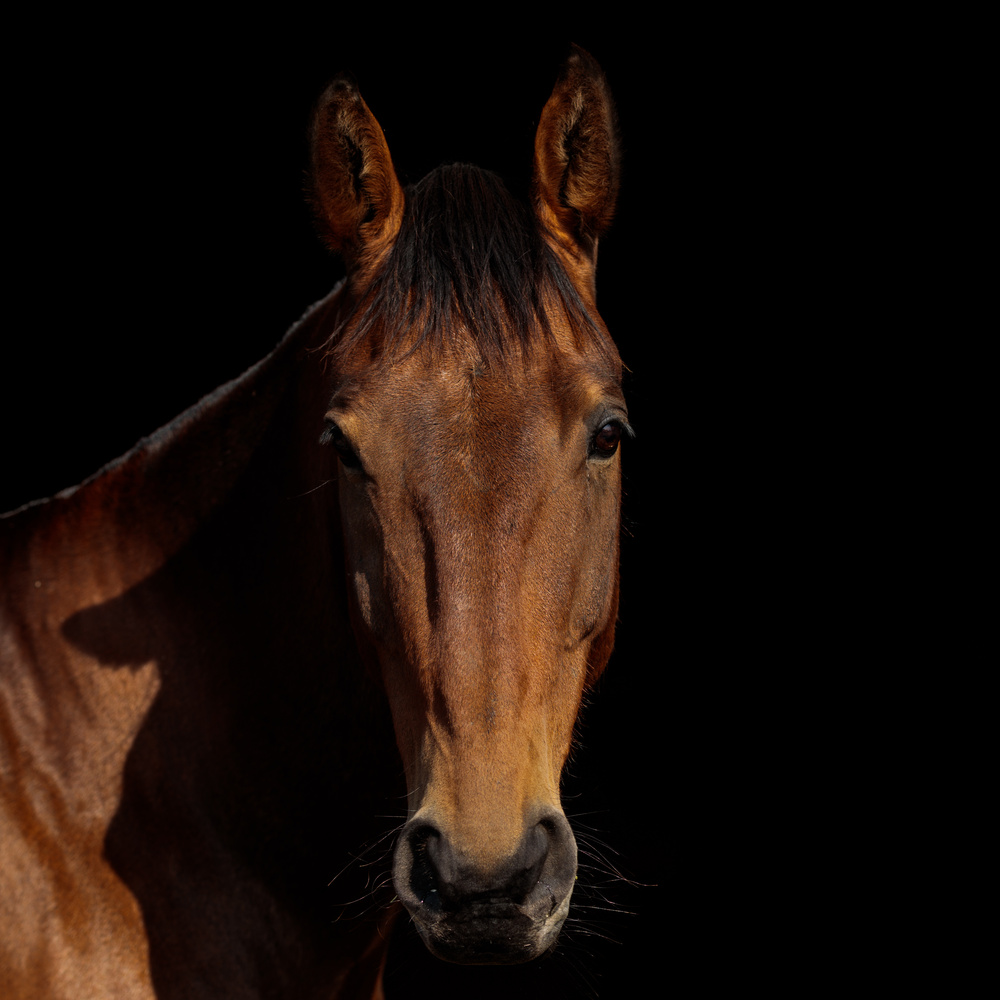 Brown Horse in Close Up Photography